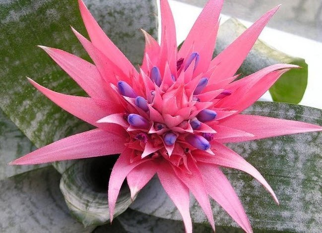 .    (Aechmea)        ...