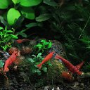 Neocaridina heteropoda &quot;Red Sakura&quot;   