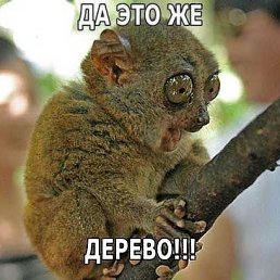 Igor, ���������