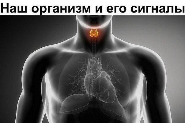 СИГНАЛЫ НАШЕГО ОРГАНИЗМА.Врачи уверены, что в нашем организме «вдруг» ничего не бывает. И даже ...