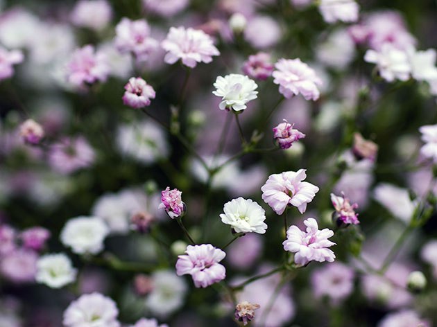 .  (. Gypsophila),  -, ,   ...