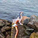 ���� ��������� Dragonita, �����-���������, 38 ��� - ��������� 2 ������� 2018