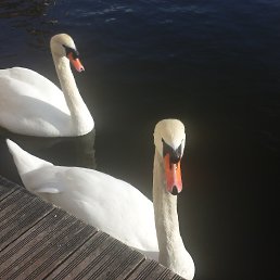 ���� ������, ������, 46 ��� - ��������� 4 ����� 2019