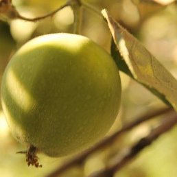 ������, �������, 86 ���