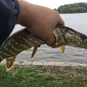 ���� �����, �����-���������, 38 ��� - ��������� 18 �������� 2018 � ������ ���� ����������
