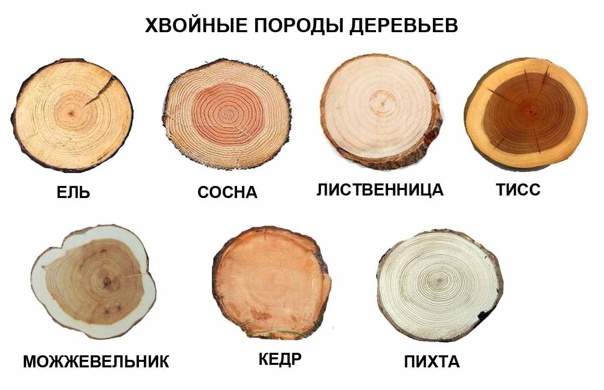 Спилы хвойных пород дерева