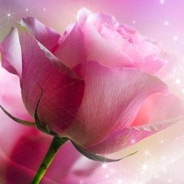 Angie, �������