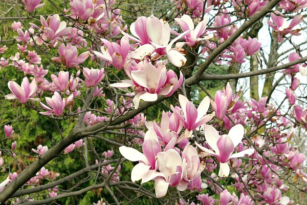 ����������� � ���������, �������� �� ������ ����. - 14 ����� 2019 � 10:51