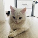���� Nelli, ������� - ��������� 5 �������� 2018 � ������ ���� ����������