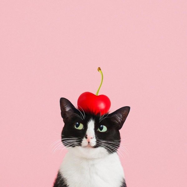 Это Принцесса Чито, и ее профиль в Инстаграме (princesscheeto) круче, чем у большинства ... - 2