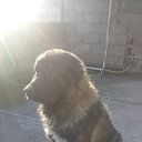  Soso Chichoeli, , 49  -  24  2019    