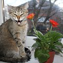 ���� �����, �����������, 54 ���� - ��������� 10 ������ 2018 � ������ ���� ����������