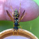 ���� Velvad, ���� - ��������� 12 �������� 2018 � ������ �VELVAD. WASP HAVE DINNER�