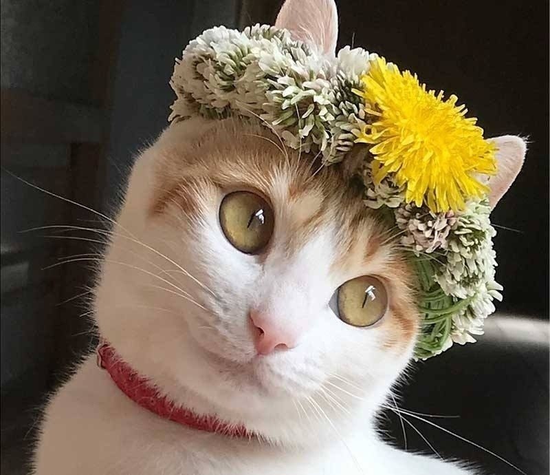 Ko�e��� �����