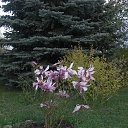       1950-      :   (Magnolia stellata &lsquo;Rosea&rsquo;)    (M. liliiflora &lsquo;Nigra&rsquo;).    (Ann),  (Betty),  (Jane),  (Judy),  (Pinkie),  (Randy),  (Ricki)   (Susan).         :  .    :  4          