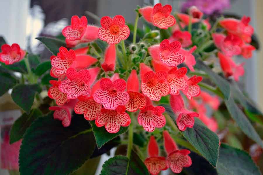 . (. isoloma (kohleria)) -     . ... - 2