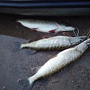 ���� ������, �����������, 62 ���� - ��������� 12 ������ 2018 � ������ ���� ����������