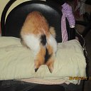 ���� ������, ���������, 54 ���� - ��������� 27 ������� 2018 � ������ �PetLove�