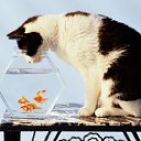 ���� ������, ������, 51 ��� - ��������� 4 ������� 2018 � ������ ���� ����������