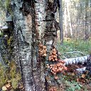 ���� ������, ������������ - ��������� 3 �������� 2018 � ������ ���� ����������