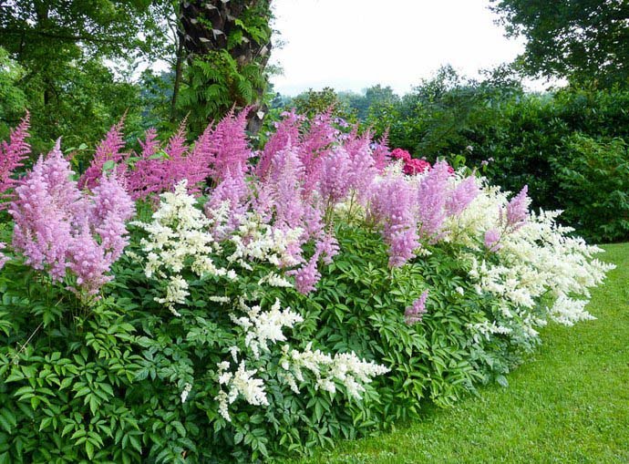  -    . (ASTILBE) -     ... - 3