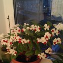 ���� Olga, ������������ - ��������� 9 ������� 2018 � ������ ���� ����������