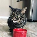 ���� Vesta, �������� - ��������� 11 ����� 2019 � ������ ���� ����������