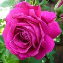 ���� Kara Murat, ����������� - ��������� 5 ������ 2019 � ������ ������ ��������