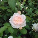 ���� ������, ������, 53 ���� - ��������� 7 ������ 2019 � ������ ���� ����������