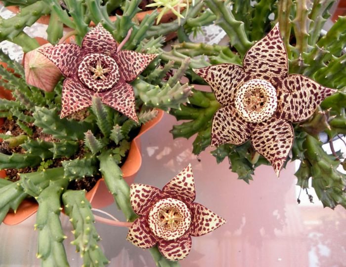 .   (Stapelia)    . ...