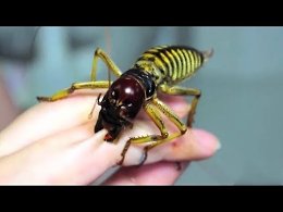 СМЕРТЕЛЬНО ОПАСНЫЕ НАСЕКОМЫЕ