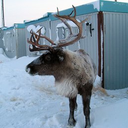 �������, �����-���������, 45 ���