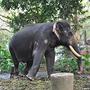 ���� Aru, �������� - ��������� 16 ������� 2018 � ������ �GURUVAYUR, KERALA, INDIA�