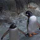 ���� ������, ��������, 63 ���� - ��������� 3 ������ 2019 � ������ ���� ����������