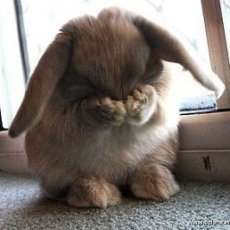 �����, ������������, 42 ����