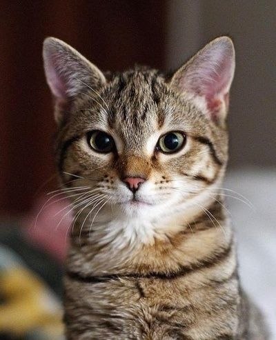 Бог создал Кошку, чтобы у человека был тигр, которого можно погладить. © Виктор Гюго - 4