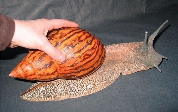    : Achatina-achatina