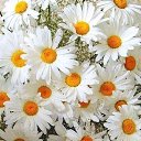 ���� �, ������, 42 ���� - ��������� 13 ������� 2018 � ������ ������ ��������