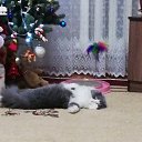 ���� ����, ������, 45 ��� - ��������� 8 ������ 2019 � ������ ���� ����������