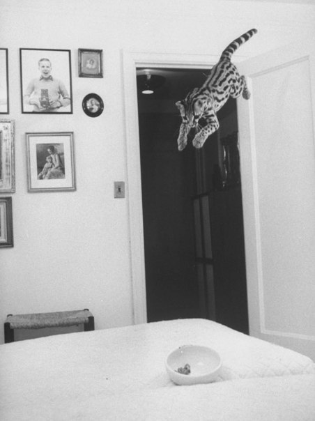   , 1961 . - 2