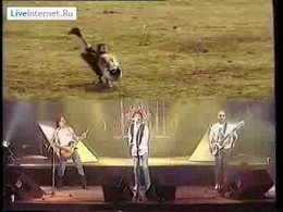Nazareth - " Animals ".