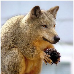 Oleg, �����������, 35 ���