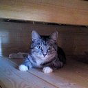 ���� Alexander, ������, 29 ��� - ��������� 12 ������� 2018