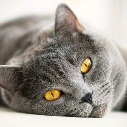 ������, ��������, 59 ���