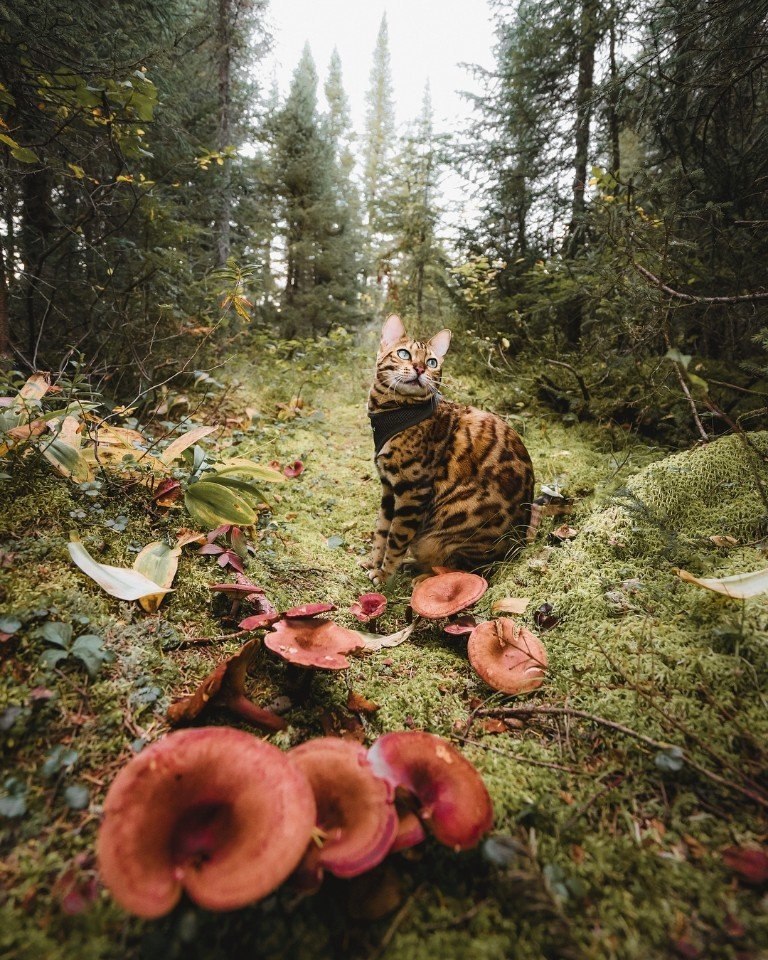  .: sukiicat ()#@ican - 5