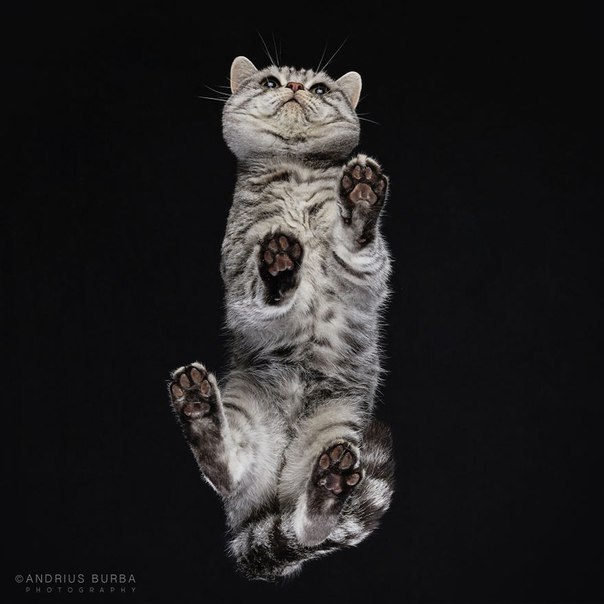Under-Cats:  Andrius Burba - 2