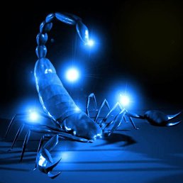 �������, ������, 55 ���