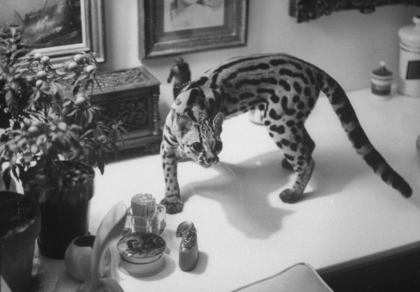   , 1961 . - 4