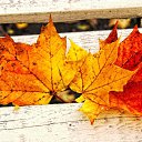 ���� Aleksa, ������, 30 ��� - ��������� 25 ������� 2018 � ������ ������ ��������