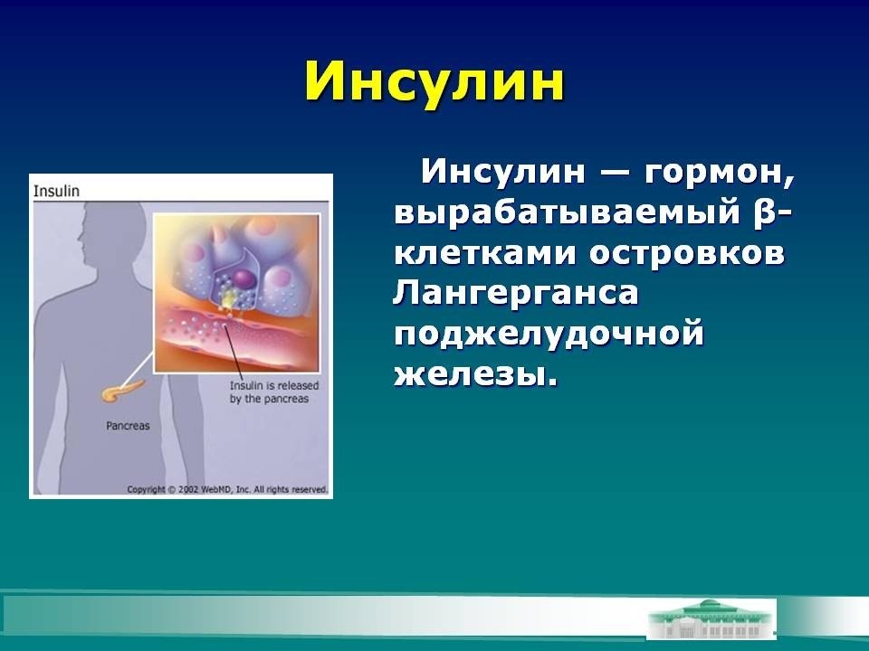 Железы вырабатывающие гормоны. Рисунок железа которая вырабатывает гормон инсулин. Гормон инсулин вырабатывается. Железа вырабатывающая гормон инсулин. Гормон инсулин вырабатывается железой.